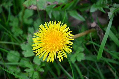 mælkebøtte, forår, planter, flora, Mark, blomst, botanik, have, blomstring, natur, blomstrende plante, gul, plante, skønhed i naturen, friskhed, vækst, blomsterhoved, skrøbelighed, kronblad, blomsterstand, sårbarhed, tæt på, fokus på forgrunden, jord, grøn farve, ingen mennesker, udendørs, pollen, gazania, 4K, CC0, offentligt domæne, royaltyfrie