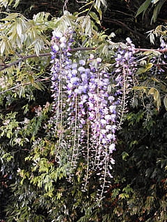 glicine, fiori di primavera, boschi, pianta, pianta fiorita, fiore, crescita, fragilità, viola, vulnerabilità, freschezza, bellezza nella natura, avvicinamento, natura, giorno, nessuno, botanica, petalo, all'aperto, terra, colore verde, fiorire, lavanda, primavera, testa di fiore, 1080P, CC0, dominio pubblico, privo di copyright