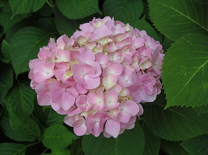 hortensia, bloesem, de lente, dweil hoofd, fabriek, bloem, tuinieren, roze, bloemblaadjes, natuurlijk, bloeien, tuin-, bloemen, struik, roze kleur, pioen, natuur, blad, geen mensen, bloeiende plant, versheid, schoonheid in de natuur, deel van de plant, bloemblad, breekbaarheid, kwetsbaarheid, detailopname, groei, bloeiwijze, bloemhoofd, buitenshuis, groene kleur, bladeren, Bos bloemen, lila, 4K, CC0, publiek domein, royaltyvrij