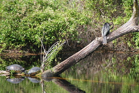 tortuga, bussejadors, pantà, arbre, fauna animal, aigua, planta, temes d'animals, animals a la natura, animal, vertebrats, ocell, naturalesa, llac, cap gent, material de fusta, un animal, reflexió, posat, dia, color verd, fusta, a l'aire lliure, fusta flotant, 720P, CC0, domini públic, lliure de regalies