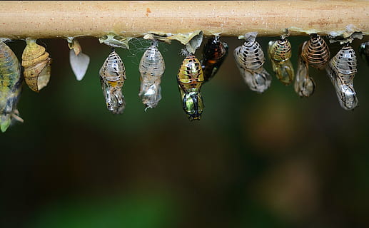 larves, eclosion, capolls, larva, larves d'insectes, macro, naturalesa, parides iphidamas, papallona, papilionidae, animal, temes d'animals, fauna animal, animals a la natura, grup d’animals, invertebrat, penjant, insecte, primer pla, capoll, dia, cap gent, centrar-se en primer pla, tres animals, bellesa a la natura, costat a costat, grup mitjà d'animals, inicis, a l'aire lliure, papallona - insecte, 4K, CC0, domini públic, lliure de regalies