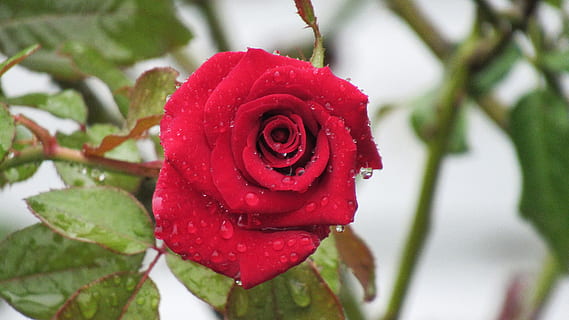 Rose, Blatt, Blume, Natur, Liebe, Romantik, nass, Regen, rot, Neu, fallen, Wasser, Blumen-, Blütenblätter, Pflanze, blühende Pflanze, Schönheit in der Natur, Nahansicht, Blütenblatt, Frische, Zerbrechlichkeit, Verletzlichkeit, Blütenkopf, Wachstum, Blütenstand, Pflanzenteil, keine Leute, draußen, Tau, Valentinstag - Urlaub, Regentropfen, Reinheit, 4K, CC0, gemeinfrei, lizenzfrei