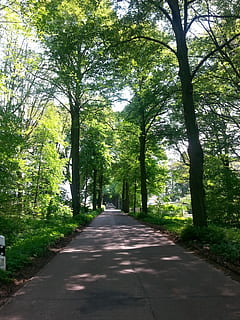 avenida, arboles, lejos, la carretera, naturaleza, avenida arbolada, excursionismo, Dom, bosque, estado animico, árbol, el camino a seguir, día, al aire libre, planta, dirección, crecimiento, transporte, color verde, belleza en la naturaleza, luz del sol, tierra, perspectiva decreciente, sombra, tronco de arbol, tranquilidad, nadie, el maletero, treelined, largo, 2K, CC0, dominio público, libre de derechos