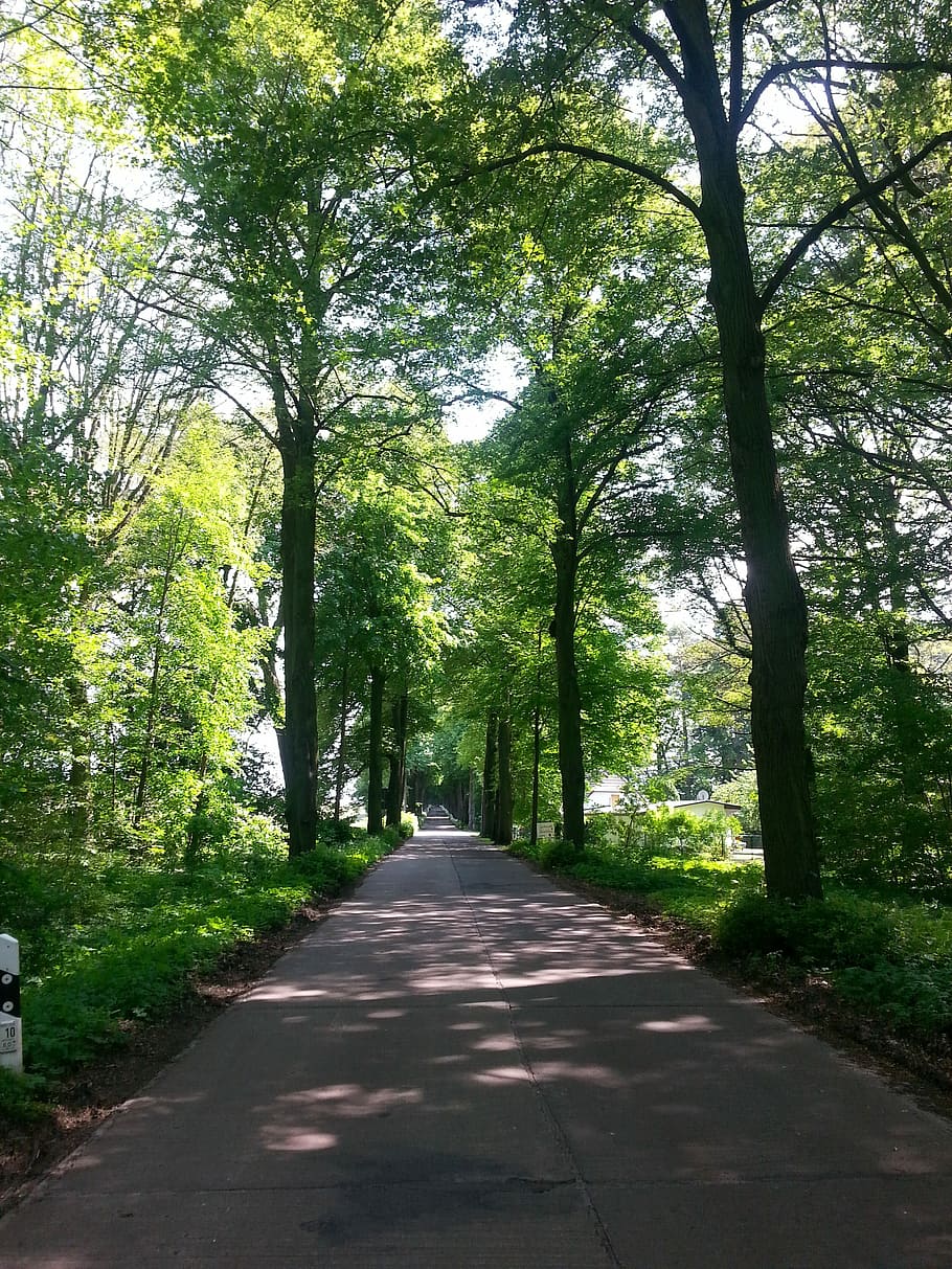 Avenue, Bäume, Weg, Straße, Natur, Allee mit Bäumen gesäumt, Wandern, Sonne, Wald, Stimmung, Baum, der Weg nach vorn, Tag, draußen, Pflanze, Richtung, Wachstum, Transport, grüne Farbe, Schönheit in der Natur, Sonnenlicht, Land, abnehmende Perspektive, Schatten, Baumstamm, Ruhe, keine Leute, Kofferraum, von Bäumen gesäumt, lange, 2K