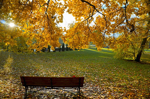 Brun, bænk, træer, baggrund, efterår, blade, gul, struktur, løv, natur, rød, sæson, lyse, orange, træ, ahorn, Skov, parkere, plante, sæson-, gylden, oktober, farve, smuk, skabelon, naturlig, november, flora, grøn, guld, farverig, udendørs, abstrakt, tør, september, lys, jord, desktop, tæt på, makro, ramme, miljø, skønhed, gammel, lilla, have, sollys, sol, lave om, sæde, skønhed i naturen, blad, plante del, ro, rolig scene, orange farve, ingen mennesker, dag, park - mand skabt plads, scenics - natur, vækst, park bænk, efterårssamling, 4K, CC0, offentligt domæne, royaltyfrie