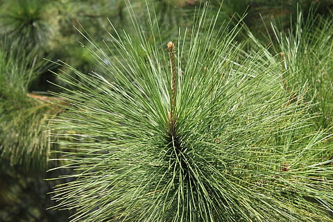 grannåle, fyrretræ, træ, nåle, fyrgren, plante, vækst, grøn farve, natur, tæt på, skønhed i naturen, fokus på forgrunden, dag, ingen mennesker, friskhed, skrøbelighed, udendørs, sårbarhed, Mark, jord, blad, ro, plante del, mælkebøtte, blomst, mælkebøtte frø, blødhed, strittende, dug, 1080P, CC0, offentligt domæne, royaltyfrie