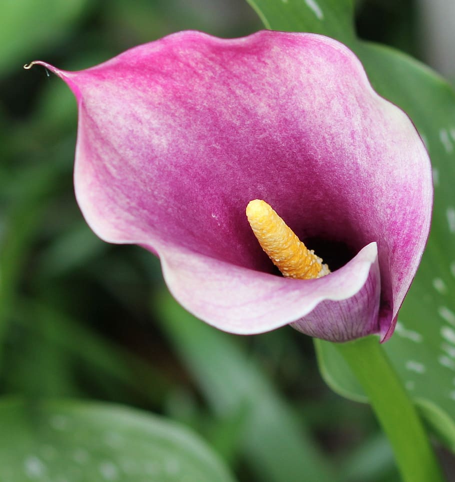 flor, primavera, flowerbud, frescor, pètal, fragilitat, porpra, cap de flor, planta amb flors, planta, vulnerabilitat, primer pla, bellesa a la natura, inflorescència, creixement, naturalesa, color rosa, centrar-se en primer pla, cap gent, dia, botànica, pol·len, 1080P