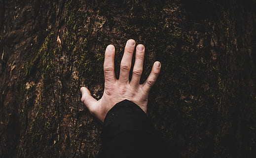 pessoa tocando árvore, pessoa, mão direita, topo, Castanho, de madeira, superfície, certo, madeira, plataforma, mão, tocar, árvore, tronco, latido, mão humana, pessoas, natureza, uma pessoa, ao ar livre, mulheres, homens, parte do corpo humano, Palma, pessoas reais, dedo humano, dedo, perspectiva pessoal, parte do corpo, pessoa irreconhecível, estilos de vida, terra, fechar-se, tronco de árvore, luz solar, membro humano, 2K, CC0, domínio público, royalty free
