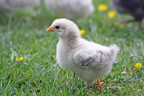 blanc, pollet, verd, herba, durant el dia, gespa verda, pollets, pollastre, Pasqua, primavera, petit, aus de corral, fluff, pollastres, bonic, criatura, ou, plomatge, baixar, dolç, decoració, niu, agricultura, granja, gallina, ploma, ocell, galliner, pinta, un animal, temes d'animals, ocell jove, dia, animal, vertebrats, animal jove, planta, animals domèstics, mascotes, cap gent, naturalesa, primer pla, camp, pollastre infantil, pollastre - ocell, nacional, terra, a l'aire lliure, gosling, 4K, CC0, domini públic, lliure de regalies