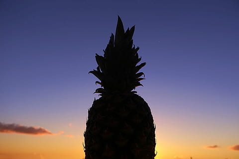 silueta fotografie, ananas, silueta, fotografie, Příroda, západ slunce, nebe, venku, nikdo, strom, krása v přírodě, modrý, soumrak, rostlina, hvězda - prostor, scenics - příroda, klid, růst, noc, nízký úhel pohledu, idylický, klidné scény, jídlo a pití, 1080P, CC0, veřejná doména, bez autorských práv