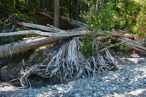 Bäume, gefallen, tot, Wurzeln, ausgesetzt, zerfallen, Wald, Kieselsteine, Felsen, Bach, Frühling, ausgetrocknet, Natur, Baum, Pflanze, Land, keine Leute, Tag, Holz - Material, Wachstum, Holz, Bauholz, Log, Schönheit in der Natur, Ruhe, Baumstamm, Wurzel, Kofferraum, draußen, Abholzung, fallen, fließendes Wasser, 720P, CC0, gemeinfrei, lizenzfrei