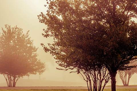 green, leafed, tree, brown, soil, fall, sunset, fog, plant, autumn, nature, season, landscape, leaf, forest, red, color, foliage, park, outdoor, october, sky, beauty in nature, growth, no people, tranquility, scenics - nature, tranquil scene, trunk, tree trunk, branch, clear sky, outdoors, day, water, non-urban scene, low angle view, treelined, 4K, CC0, public domain, royalty free