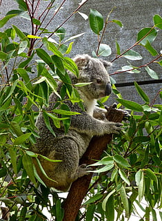 koala, bære, australsk, eukalyptus, nuttet, pungdyr, dyreliv, kælen, ikon, vild, dyre temaer, dyr, plante, et dyr, pattedyr, dyr i naturen, træ, hvirveldyr, plante del, natur, blad, afdeling, ingen mennesker, dag, udendørs, grøn farve, vækst, fuld længde, 4K, CC0, offentligt domæne, royaltyfrie