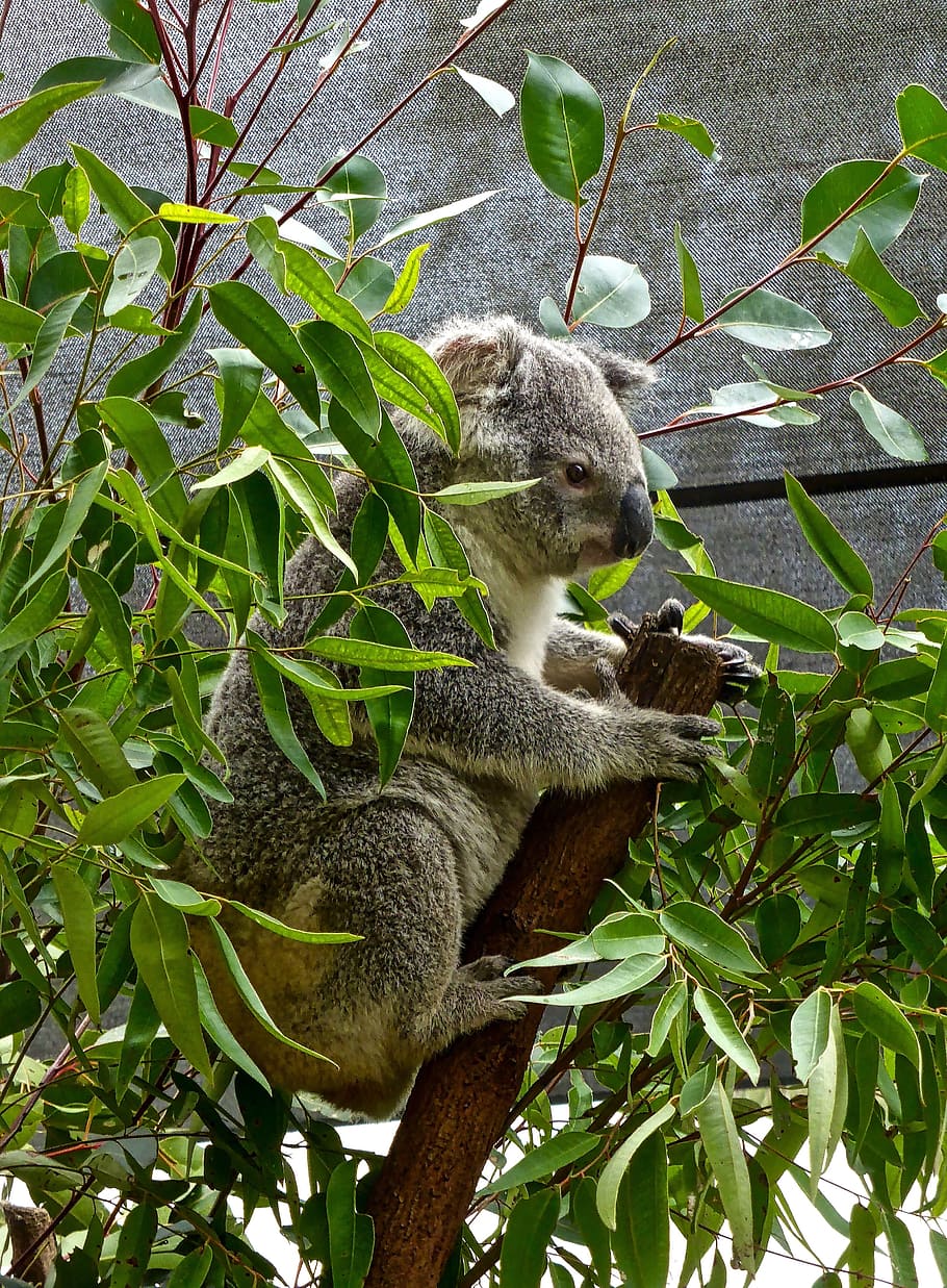 koala, bære, australsk, eukalyptus, nuttet, pungdyr, dyreliv, kælen, ikon, vild, dyre temaer, dyr, plante, et dyr, pattedyr, dyr i naturen, træ, hvirveldyr, plante del, natur, blad, afdeling, ingen mennesker, dag, udendørs, grøn farve, vækst, fuld længde, 4K
