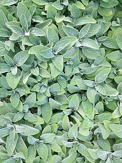 verde, a închide, springfield, Culoarea verde, cadru complet, fundaluri, frunze, parte a plantelor, creştere, plantă, natură, nici o persoana, prospeţime, vedere în unghi mare, frumusețe în natură, alimente, mancare si bautura, zi, bunăstare, abundenţă, botanică, vegetal, 2K, CC0, domeniu public, fără drepturi de autor