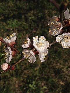 Blumen, Frühling, Baum, Weiß, blühend, Natur, fruchtiger Garten, blühende Pflanze, Blume, Pflanze, Zerbrechlichkeit, Verletzlichkeit, Schönheit in der Natur, Wachstum, Frische, Blütenblatt, Nahansicht, Blütenstand, Blütenkopf, Fokus auf den Vordergrund, blühen, Pollen, Zweig, weiße Farbe, keine Leute, draußen, Kirschblüte, Kirschbaum, 2K, CC0, gemeinfrei, lizenzfrei