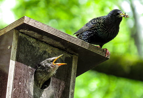 sort, fugl, top, Brun, træ-, birdhouse, stirre, forår, nesting kasse, blank-stær, foder, fugl ung, insekt, regning, sult, fugl reden, fugleavl, dyre temaer, dyr, hvirveldyr, dyreliv, dyr i naturen, perching, et dyr, ingen mennesker, fokus på forgrunden, sort farve, dag, natur, træ - materiale, stær, arkitektur, udendørs, bygget struktur, solsort, munden åben, 2K, CC0, offentligt domæne, royaltyfrie
