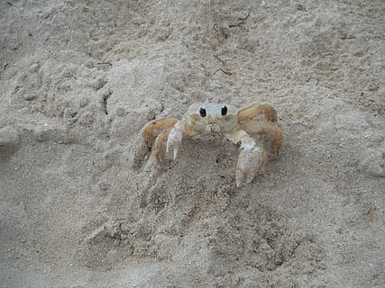 krabbe, shell, strand, skal, strand, et dyr, dyreliv, dyre temaer, dyr, ingen mennesker, dyr i naturen, hvirveldyr, pattedyr, sand, jord, dag, natur, høj vinkel visning, indenlandske, husdyr, udendørs, kæledyr, smuds, kat, mudder, 4K, CC0, offentligt domæne, royaltyfrie