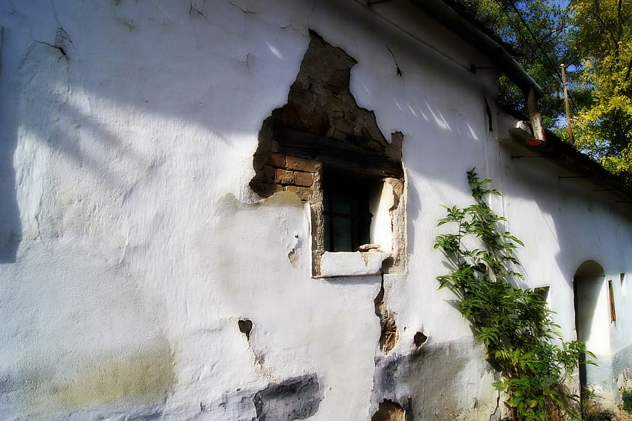 casa antiga, finestra, paret, edifici, façana, vell, blanc, estructura construïda, arquitectura, vista d’angle baix, exterior de l'edifici, planta, dia, cap gent, arbre, abandonat, naturalesa, llum solar, a l'aire lliure, funció de construcció de parets, casa, història, creixement, mal estat, arruïnat, 4K