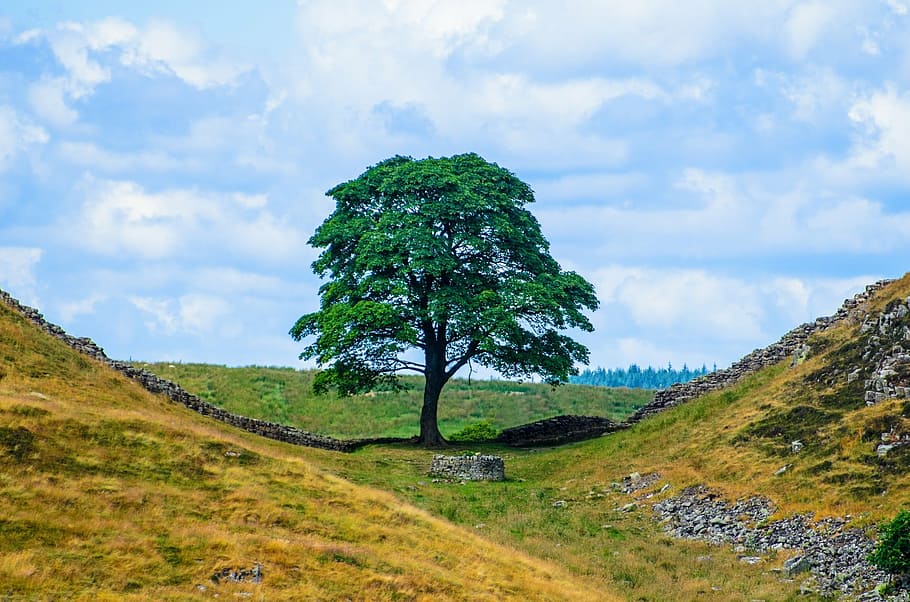 arbre, branca, branques, naturalesa, fulles, full, paisatge, vell, fusta, sol, temporades, estiu, mur de hadrian, planta, núvol - cel, cel, escena tranquil·la, tranquil·litat, escenics - natura, bellesa a la natura, herba, cap gent, terra, color verd, camp, medi ambient, dia, escena no urbana, creixement, a l'aire lliure, 1080P