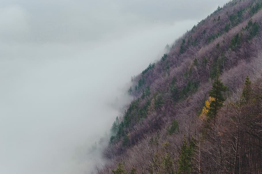 nebbioso, montagna, giorno, viola, verde, piante, terreno, foresta, nebbia, nube, collina, paesaggio, natura, albero, Fumo, fuoco, foschia, asciutto, inverno, minimo, bellezza nella natura, pianta, scena tranquilla, scenics - natura, ambiente, la tranquillità, scena non urbana, nessuno, cielo, terra, all'aperto, a distanza, idilliaco, 4K