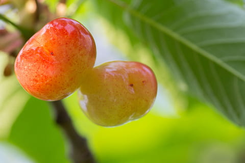 Kirsche, Zugriff, Obst, Sonnenschein, Garten, Natur, Pflanze, Sommer-, Gesundheit, bio, Lebensmittel, Essen und Trinken, gesundes Essen, Frische, Pflanzenteil, Blatt, Nahansicht, Baum, reif, Landwirtschaft, Wohlbefinden, Wachstum, keine Leute, Fokus auf den Vordergrund, Obstbaum, grüne Farbe, rot, draußen, 2K, CC0, gemeinfrei, lizenzfrei