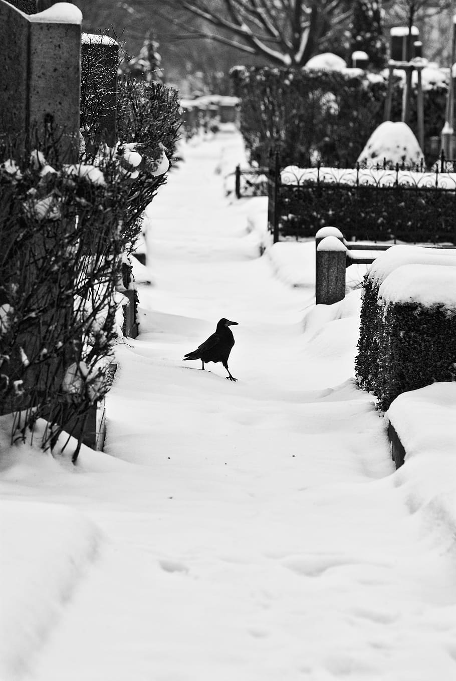 krage, sne sti, ravn, sne, fyldt op, gade, sti, pathway, fugl, sort, kold temperatur, vinter, dyre temaer, hvirveldyr, dyr, et dyr, dækker, natur, dyreliv, dag, dyr i naturen, ingen mennesker, træ, plante, hvid farve, Mark, pattedyr, udendørs, sner, 4K