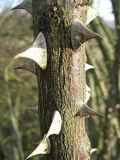 rovo, rosa, boschetto, macro, ramo, foresta, rami, datailaufnahme, concentrarsi sulle conoscenze acquisite, pianta, albero, giorno, crescita, natura, avvicinamento, nessuno, tronco, tronco d'albero, all'aperto, la tranquillità, luce del sole, bellezza nella natura, strutturato, terra, animale, ruvido, legno - materiale, lichene, 2K, CC0, dominio pubblico, privo di copyright