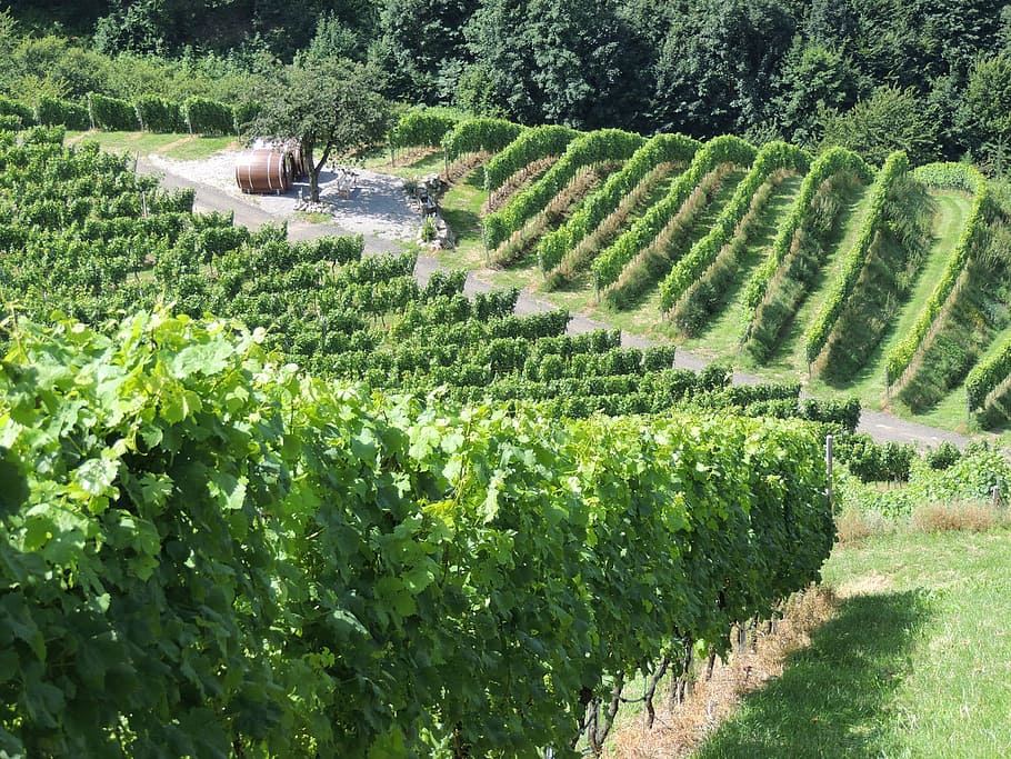 vigneto, vino, viti, pianta, crescita, colore verde, agricoltura, campo, scenics - natura, terra, la tranquillità, bellezza nella natura, natura, paesaggio, scena rurale, azienda agricola, scena tranquilla, albero, giorno, ambiente, raccolto, terra coltivata, nessuno, all'aperto, piantagione, vinificazione, siepe, 4K