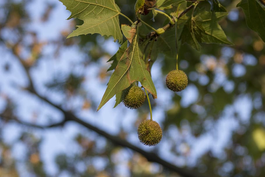 castaña, hojas, cielo, árbol, naturaleza, planta, de cerca, arboles, naturaleza viva, belleza, parte de la planta, hoja, rama, crecimiento, vista de ángulo bajo, belleza en la naturaleza, nadie, día, color verde, centrarse en primer plano, colgando, al aire libre, comida y bebida, comida, pájaro, Fruta, animales en la naturaleza, 2K