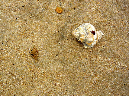 Strand, Schale, Meer, Sand, Leben im Meer, Tierthemen, Tiere in freier Wildbahn, Tierwelt, Land, keine Leute, High Angle View, Knochen, Tier, Tag, Natur, Essen und Trinken, Stillleben, draußen, Muschel, Krabbe, Nahansicht, Tierknochen, Marine, 1080P, CC0, gemeinfrei, lizenzfrei