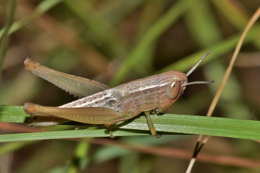 çekirge, dansçı, böcek, yaratık, hayvan, kapatmak, makro, uçan böcek, Kanatlı böcek, çimen, yaban hayatı, fauna, doğa, insectoid, eklem bacaklı, entomoloji, Biyoloji, bir hayvan, hayvan temaları, vahşi hayvanlar, hayvan yaban hayatı, yeşil renk, omurgasız, ön plana odaklanmak, gün, bitki, insansız, hayvan vücut kısmı, yandan görünüş, açık havada, tam uzunluk, bitki bölümü, 4K