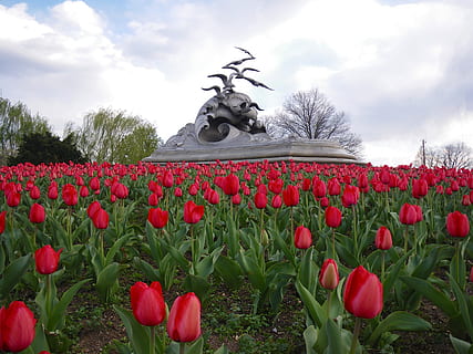 Texas, tulipani, cielo, nuvole, fiori, monumento, scultura, parco, arte, natura, al di fuori, bellissimo, piante, fioriture, pianta, fiore, nuvola - cielo, rosso, pianta fiorita, crescita, bellezza nella natura, giorno, vulnerabilità, freschezza, fragilità, tulipano, nessuno, petalo, campo, all'aperto, arte e artigianato, testa di fiore, letto di fiori, 2K, CC0, dominio pubblico, privo di copyright