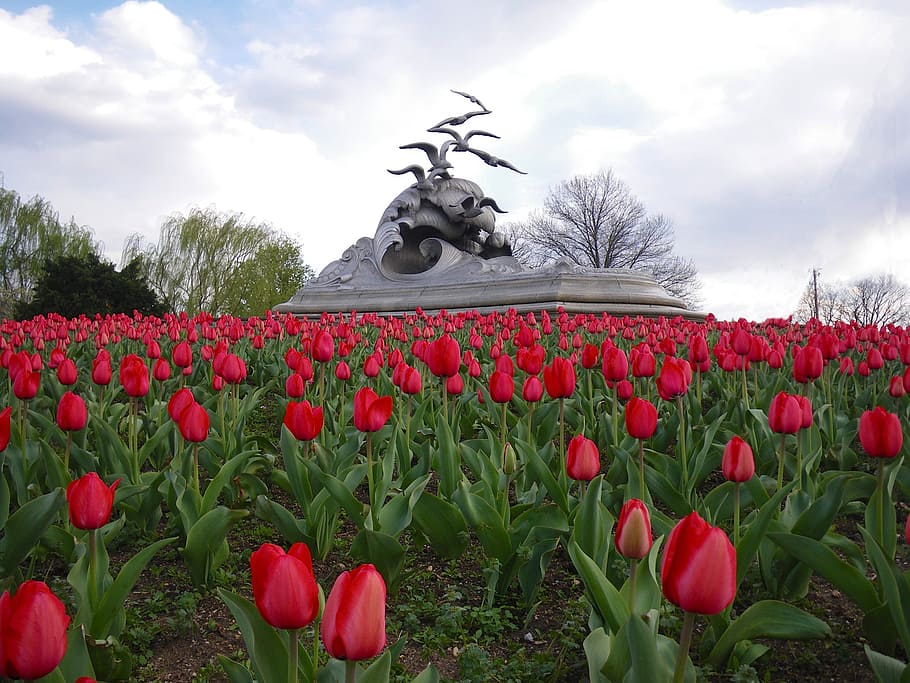Texas, tulipani, cielo, nuvole, fiori, monumento, scultura, parco, arte, natura, al di fuori, bellissimo, piante, fioriture, pianta, fiore, nuvola - cielo, rosso, pianta fiorita, crescita, bellezza nella natura, giorno, vulnerabilità, freschezza, fragilità, tulipano, nessuno, petalo, campo, all'aperto, arte e artigianato, testa di fiore, letto di fiori, 2K