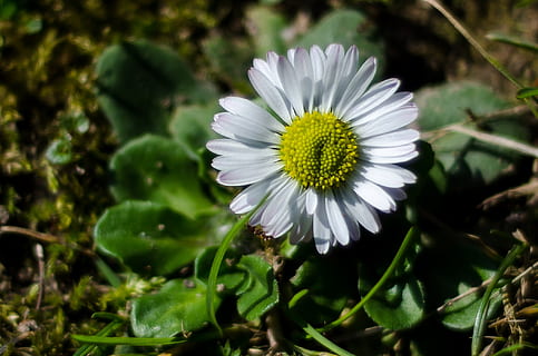 bloem, wit, macro, de lente, natuur, bloesem, fabriek, tuin-, bloeien, dichtbij, mier, vegetatie, madeliefje, zomer, detailopname, groene kleur, lente, buitenshuis, bloemblad, weide, bloeiende plant, versheid, groei, breekbaarheid, kwetsbaarheid, bloemhoofd, bloeiwijze, schoonheid in de natuur, stuifmeel, witte kleur, focus op de voorgrond, dag, veld-, geen mensen, zachtheid, 1080P, CC0, publiek domein, royaltyvrij