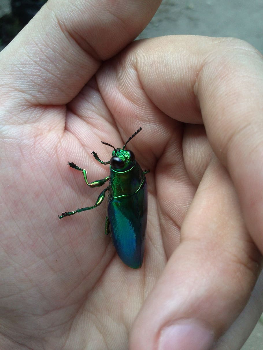 verd, metàl·lic, escarabat, mà, primer pla, insecte, palmell, dos tons, part del cos humà, mà humana, una persona, part del cos, persones reals, invertebrat, dit, persona irreconeixible, dit humà, un animal, fauna animal, animals a la natura, celebració, estils de vida, ungles, color turquesa, 2K