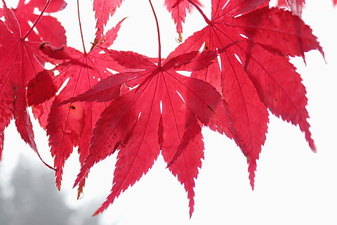 arce, hoja, rojo, otoño, hoja de arce, naturaleza, árbol, el verano pasado, follaje de otoño, hojas, planta, parte de la planta, cambio, de cerca, rama, árbol de arce, nadie, belleza en la naturaleza, día, Fondo blanco, crecimiento, vista de ángulo bajo, centrarse en primer plano, condición natural, 5K, CC0, dominio público, libre de derechos