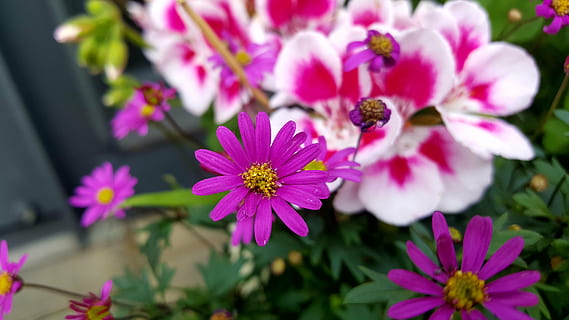 primavera, fiori, una stella, natura, fiore, pianta, colore rosa, estate, viola, petalo, pianta fiorita, freschezza, bellezza nella natura, fragilità, vulnerabilità, avvicinamento, testa di fiore, infiorescenza, crescita, nessuno, concentrarsi sulle conoscenze acquisite, all'aperto, giorno, fiorire, polline, giardinaggio, letto di fiori, 5K, CC0, dominio pubblico, privo di copyright