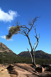 drzewo, Bank, krajobraz, idylla, Australia, park narodowy freycinet, jodły, romantyk, romans, niebo, roślina, scenics - natura, spokojna scena, spokój, piękno natury, Natura, Góra, dzień, żadnych ludzi, wylądować, niebieski, scena pozamiejska, światło słoneczne, nagie drzewo, środowisko, Oddział, zdalny, na dworze, martwa roślina, suchy klimat, 8K, CC0, domena publiczna, darmowe zdjęcia