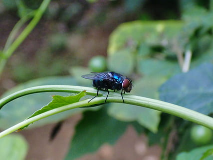 volare, giardino, macro, insetto, ala, natura, piccolo, delicato, fragile, torace, selvaggio, entomologia, all'aperto, vita, animale, avvicinamento, invertebrato, fauna selvatica, temi animali, animali allo stato selvatico, un animale, parte vegetale, foglia, pianta, ala animale, concentrarsi sulle conoscenze acquisite, giorno, nessuno, colore verde, messa a fuoco selettiva, crescita, 4K, CC0, dominio pubblico, privo di copyright