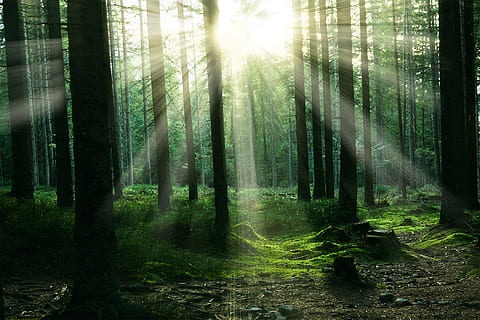 sole, penetrante, fotografia degli alberi, foresta, luce del sole, alberi, albero, pianta, terra, tronco, tronco d'albero, bellezza nella natura, bosco, la tranquillità, scena tranquilla, crescita, raggio di sole, scenics - natura, natura, scena non urbana, nessuno, giorno, streaming, all'aperto, riflesso lente, bambù - pianta, 1080P, CC0, dominio pubblico, privo di copyright