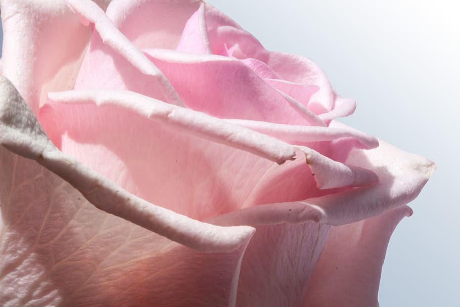 flor de rosa rosa, rosa, composites, flors, primavera, estiu, naturalesa, planta, verd, pastellfarben, omplir, exuberant, decoratiu, macro, color rosa, part del cos humà, primer pla, a l'interior, tir de l'estudi, una persona, flor, bellesa a la natura, frescor, pètal, suavitat, flor de roses, part del cos, planta amb flors, fragilitat, enfocament suau, extremitat humana, 4K