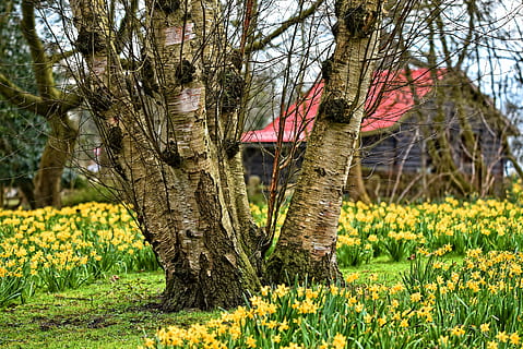 braun, Baum, neben, Blumen, Birke, Kofferraum, Borke, Ast, Narzisse, Scheune, rotes Dach, Landschaft, ländlich, Garten, Pflanze, Wachstum, Blume, Feld, Land, Natur, blühende Pflanze, Schönheit in der Natur, keine Leute, Tag, Baumstamm, Gelb, grüne Farbe, Fokus auf den Vordergrund, draußen, Sonnenlicht, Gras, 5K, CC0, gemeinfrei, lizenzfrei