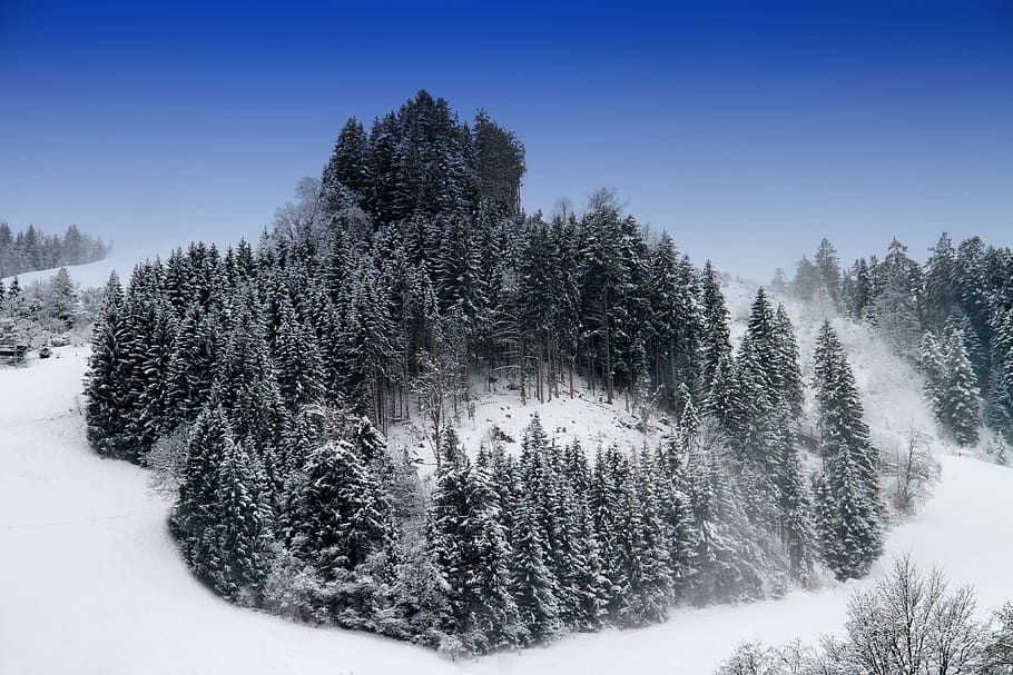 neu, recobert, pi, camp de neu, hivern, arbres, paisatge, nevat, bosc, naturalesa, paisatge de neu, tyrol, kitzbühel, humor d'hivern, arbre, temperatura de fred, planta, escenics - natura, cel, bellesa a la natura, escena tranquil·la, terra, tranquil·litat, escena no urbana, arbre de coníferes, cap gent, medi ambient, muntanya, bosc de pi, arbre de fulla perenne, nevar, muntanya nevada, 4K