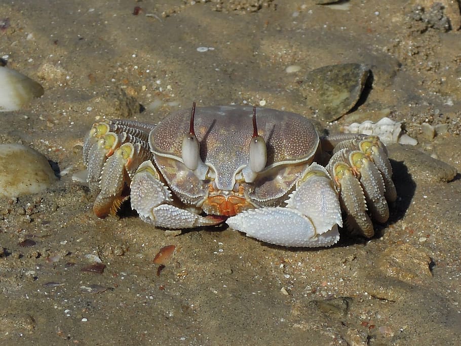 strand, sand, krabbe, dyre temaer, dyreliv, dyr, hav, dyr i naturen, marine, hav liv, et dyr, vand, krebsdyr, natur, jord, undervands-, tæt på, ingen mennesker, undersøiske, zoologi, dag, 4K