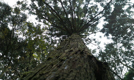 Baum, Kiefer, Sieh nach oben, Schatten, Grün, Sonnenschein, frisch, Natur, Wald, Baumstamm, Pflanze, Kofferraum, Flachwinkelansicht, Wachstum, keine Leute, Ast, Ruhe, Schönheit in der Natur, Tag, große Höhe, Land, Himmel, grüne Farbe, draußen, Borke, Baumkrone, direkt darunter, 2K, CC0, gemeinfrei, lizenzfrei