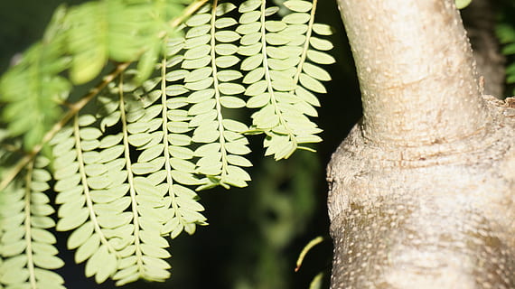 tagudhæng, faldende, træer, hurtig, takhugger falder, blade falder, træ, efterår, natur, sæson, blad, farve, naturlig, gul, Skov, plante, løv, rød, ahorn, blade, afdeling, farverig, landskab, lyse, flora, design, orange, parkere, struktur, sæson-, mønster, miljø, udendørs, grøn, baggrund, sommer, forår, græs, have, vækst, økologi, frisk, græsplæne, miljømæssige, lys, sollys, dag, øko, blomst, eng, natur baggrund, naturen bag jorden, natur vægpapir, træet tilbage jorden, træ væg papir, Mark, blomstre, vild, urt, urte, organisk, flor, blå, blomstrende, wildflower, landdistrikterne, scene, hvid, friskhed, naturbilleder, naturfotografering, sund og rask, plads, mad, kopi, ernæring, kost, vegetarisk, top, bord, grøntsag, rå, vitamin, pige, portræt, model, lykkelig, omsorg, ung, ansigt, kvinde, medicin, ren, legeme, hud, kosmetologi, ingen mennesker, tæt på, træstamme, bagagerum, fokus på forgrunden, plante del, selektiv fokusering, grøn farve, skønhed i naturen, bregne, ro, 4K, CC0, offentligt domæne, royaltyfrie