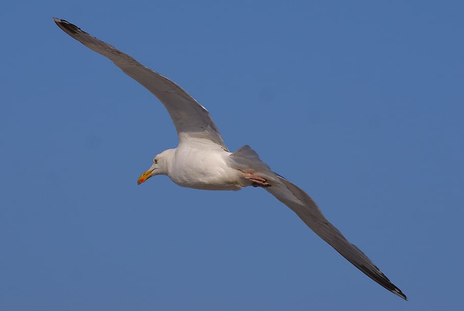 gavina, vol, ocell, volar, cel, ocell aquàtic, ala, naturalesa, gavines blanques, en vol, humor, factura, món animal, seevogel, gavina en vol, mar, un animal, volant, animals a la natura, fauna animal, ales separades, animal, temes d'animals, vertebrats, vista d’angle baix, cap gent, dia, cel clar, blau, a l'aire lliure, ala dels animals, Color blanc, moviment, cerca, 2K