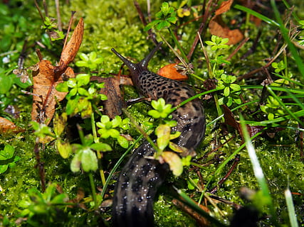 insetto, leopardsnigel, estate, natura, animale, foglia, all'aperto, foresta, temi animali, fauna selvatica, animali allo stato selvatico, pianta, un animale, uccello, colore verde, nessuno, vertebrato, messa a fuoco selettiva, giorno, acqua, appollaiati, crescita, invertebrato, farfalla - insetto, 4K, CC0, dominio pubblico, privo di copyright