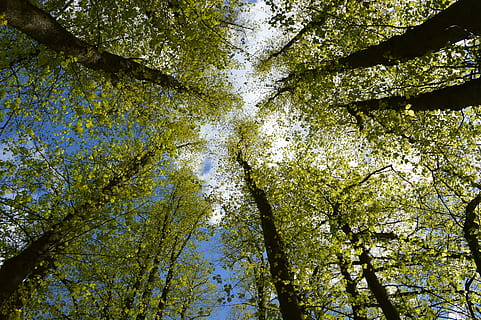 krone, træer, Skov, grene, himmel, naturlig, træstammer, blade, træ, plante, lav vinkel visning, vækst, skønhed i naturen, ingen mennesker, bagagerum, træstamme, natur, ro, dag, fuld ramme, afdeling, baggrunde, jord, udendørs, grøn farve, træ baldakin, sollys, direkte under, 5K, CC0, offentligt domæne, royaltyfrie
